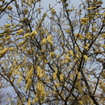 Frühlingsversammlung!